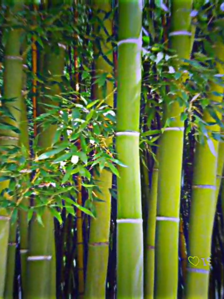 ২০ তারিখের জন্য সবাই রেডি তো #পরিক্ষার #exam @♡ɪꜱʀꫝ֟፝֟፝֟፝֟፝֟፝֟ꜰɪʟ ᴇᴅɪᴛᴏʀ♡ @♡..𝙴𝙼𝙾𝙽 𝙴𝙳𝙸𝚃𝙾𝚁..♡ @♡ɪꜱʀꫝ֟፝֟፝֟፝֟፝֟፝֟ꜰɪʟ ᴇᴅɪᴛᴏʀ♡ 