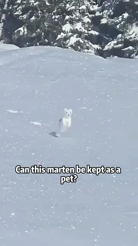 You definitely can’t beat the last marten!#Science #popular #usa #animals 