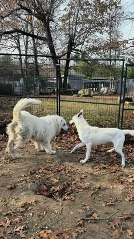 First day at doggy daycare and CJ’s already in love with Winter the Great Pyrenees 🐶❄️💘 #DoggyDaycare #PuppyLove #germanshepherd #animaleescue #gsd @Camelot kennels 
