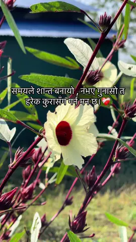 समयले शान्त बनायो , नभए गुनासो त हरेक कुरासँग गर्न मन छ ।।❤️‍🩹 #mood #sabdasansar0 #creatorsearchinsights #fyp #foryoupage 