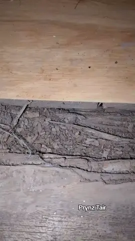 Spray na Sobrang Bisang Pampaktay Ng Anay  dahil ito ay aking subok na subok na Wala syang Amoy kaya no need umalis Ng bahay after mag spray no need mag mix mix pa dahil direkta na ito I spray mo na lang tapos kagandahan p Nito hindi na bumabalik pa Ang mga anay at ilang minuto lang kita mong paktay talaga Ang mga anay Kaya kung may pareho tayong experience click mo lang sa yellow basket at iCheck Out Mo Na Agad Now Na habang may stocks pa  Check out na  Now Na #spray  #termites  #trending  #viralvideo  #fyp 