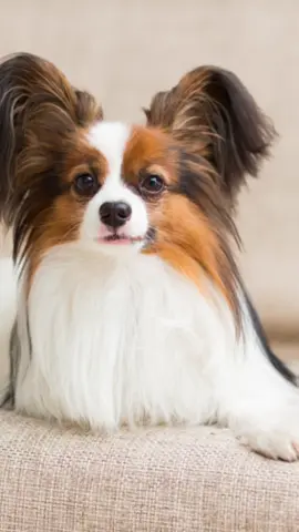 Wouldn’t trade her for the world ❤️ #BookTok #dog #papillondog #papillon #wabisabi 