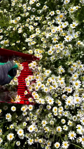 We are not selling products to you, but take natural beautiful things and happy life to you! Enjoy the nature together! #3hlink #Lavender #palmleaves #driedflowers #3hlinkflower #preservedflower #bohodecor #pampasgrass #hydrangea #homedecor #weddingdecoration #babybreath #handmadecrafts #hoteldecor #luxurydecor #flowerbouquet #flowerboxes #flowerbouquets #hydrangeas #christmasdecor #christmasflowers #preservedtree #witchbroom #christmas #driedflowerwholesale #cassiacinnamon #amarantus #willowbranch #minihaybales #decorhaybales 