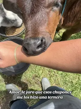 Créame mi amor. #viral #agropecuaria #ganaderialamaria #ganaderia #agropecuaria 