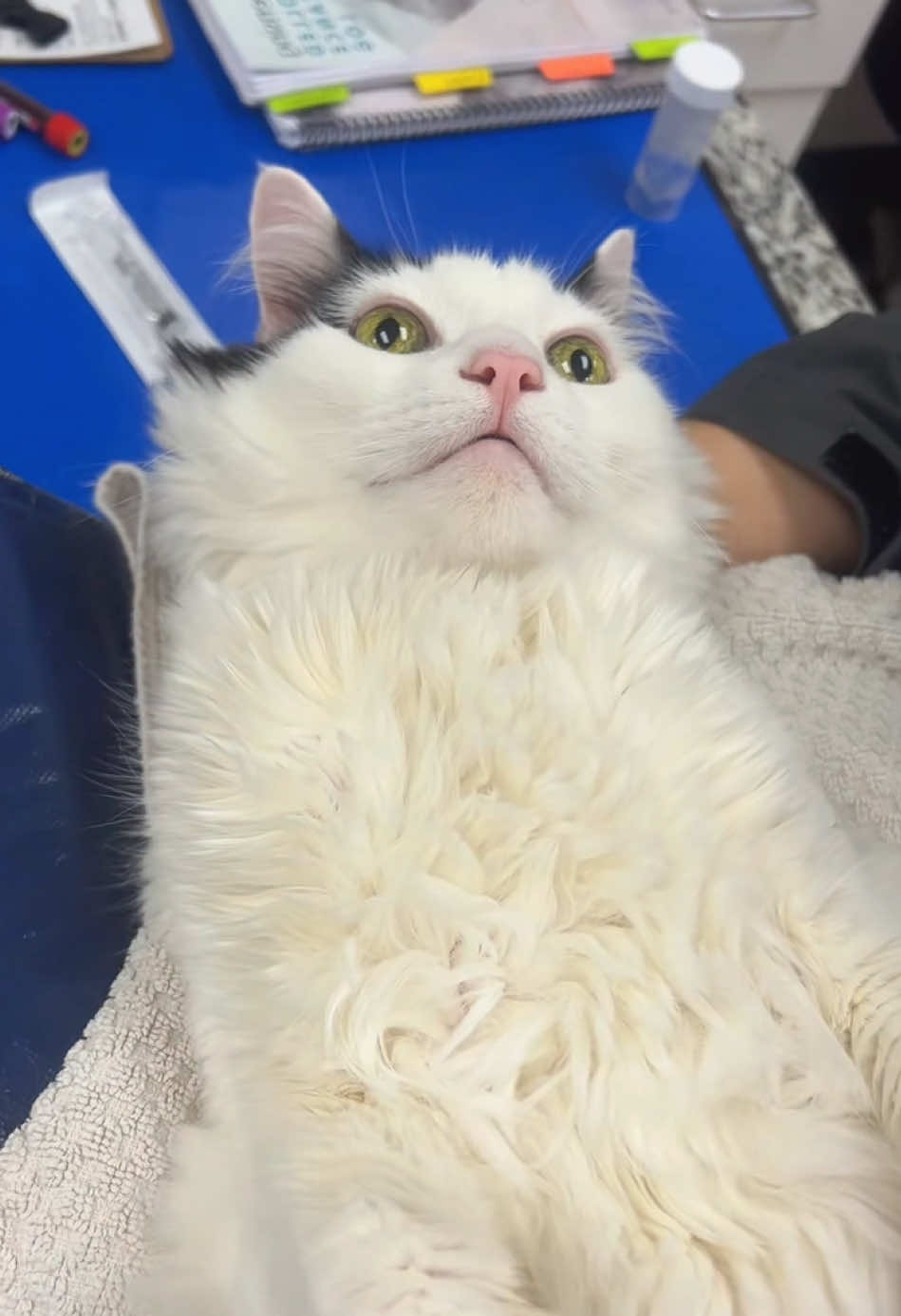 When your cat gets pregnant 🤰 #cat #pet #pregnant #vet #labor 