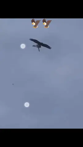 #fpyシ #foryoupage #foryou #unfrezzmyaccount #kabootar 