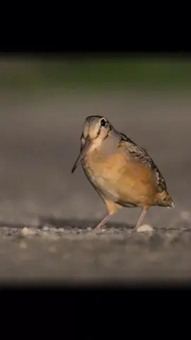 American Woodcock (Meep) #bird #birdlover #americanwoodcock #meep #dancingbirds 