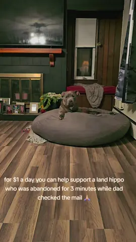 #fyp #trending #pitbull #bluenose #househippo 