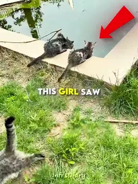 She Made a Paradise for Stray Cats 😻💙 #facts  #cat 