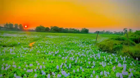 এই প্যান্ট  টি-শার্ট পড়া, এবং টিকটকার মেয়েদেরকে যদি বিয়ে করে ঘরে আনেন,তাহলে আপনার জীবন জাহান্নাম হয়ে যাবে!..❤️‍🩹😅🩹#fypシ゚viral🖤tiktok☆♡🦋myvideo #viraltiktok #iclamic_video #@TikTok 