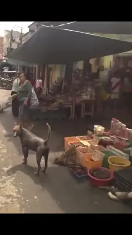 #dog #perro #perrosinpelo