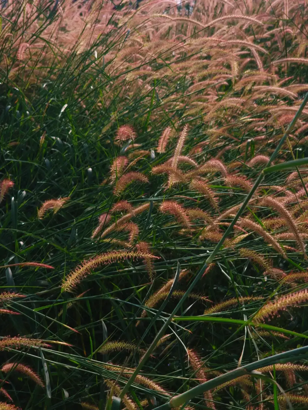 Cỏ lau trắng chưa đã, đây mới là tềnh yêu to bự của mùa nè mấy ní #tayninh #nuibaden #chill #viralfypシforyoupage #tiktok 