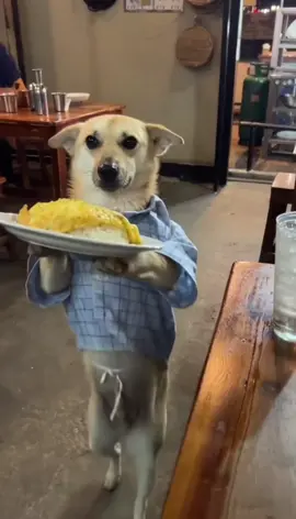 โบ้ตามสั่ง 😁🐶, (Dog Restaurant Bangkok)