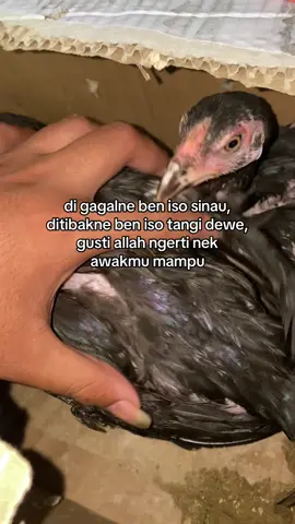 amunisi 2026,  jantan 5 ekor full lar kumbang #ayambangkoksuper #larkumbang #larkumbangtembus 