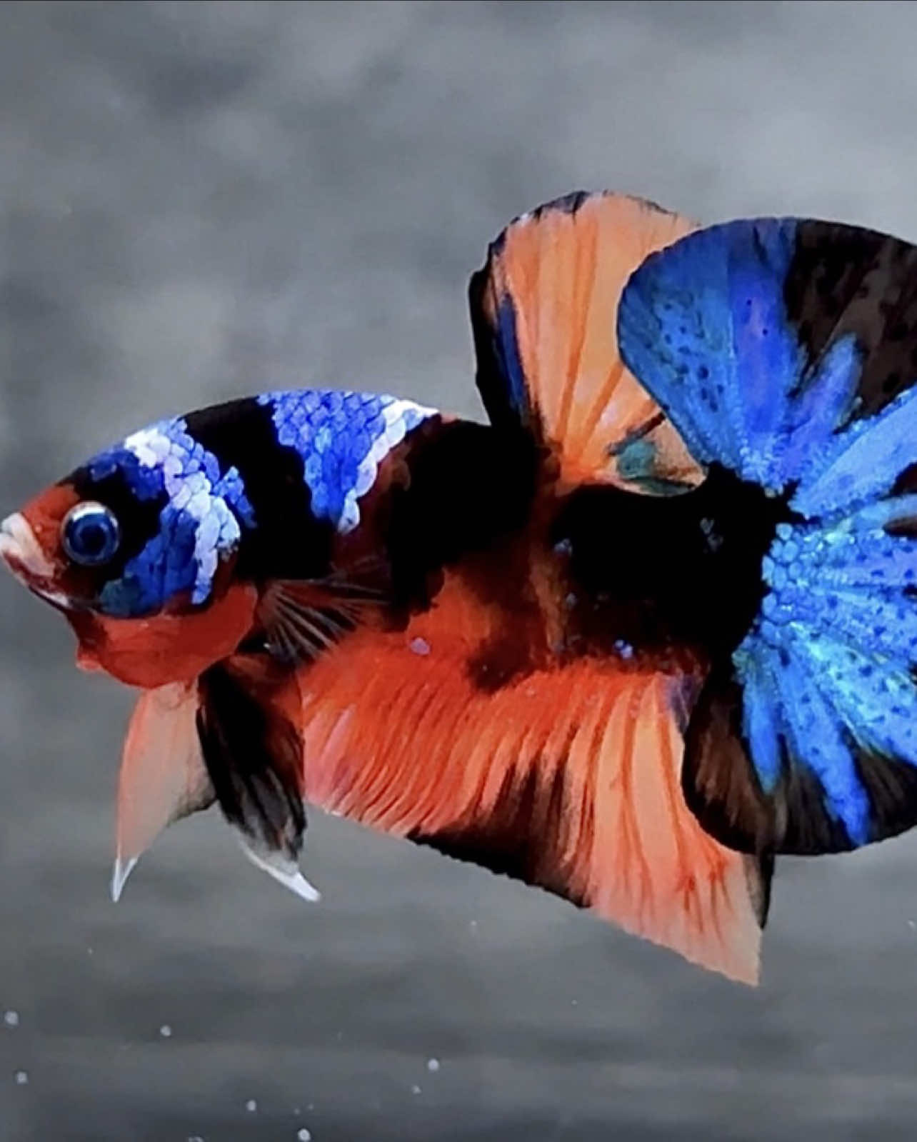 Series Ngắm Betta Mỗi Ngày #67 Nemo Black Base #tronghieubettafarm #xuhuong #bettafish #bettavietnam