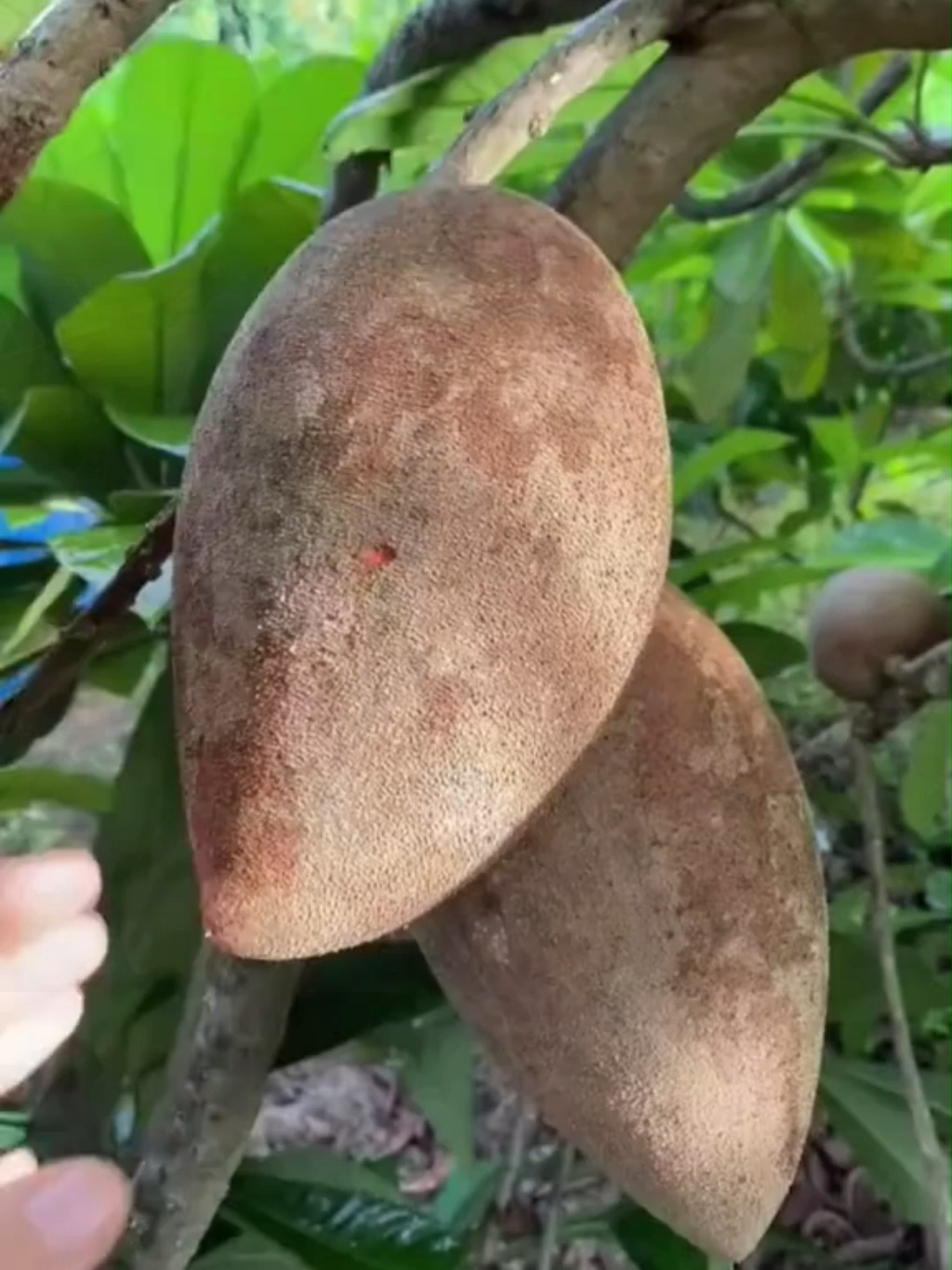 🌱ต้นละมุดเนื้อแดงให้ผลเร็ว เนื้อแดงสวย รสชาติอร่อย ถูกใจทุกคน