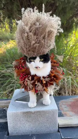 cool#fyp #kitten #cat 