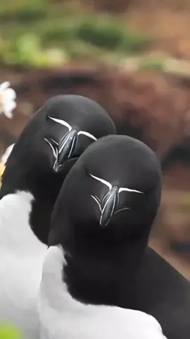 Kenapa warnanya kayak agen rahasia? #razorbill #faktahewan #fyp 