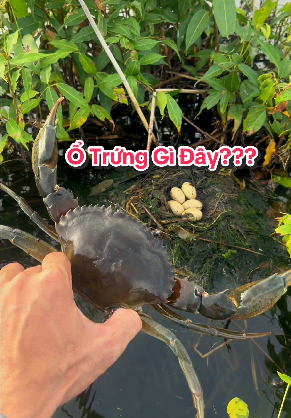 Con gì đây cả nhà? #mientay #khanhcamau #cuacamau 