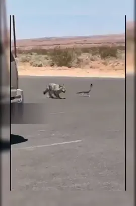 burung yg lincahh .. #viralvideo  #tiktokviral #fyppppppppppppppppppppppp 