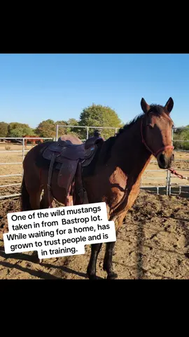 SAVED from a killp*n, wild and now learning to interact with humans #mustang #mustangs #horse  #equine  #animals