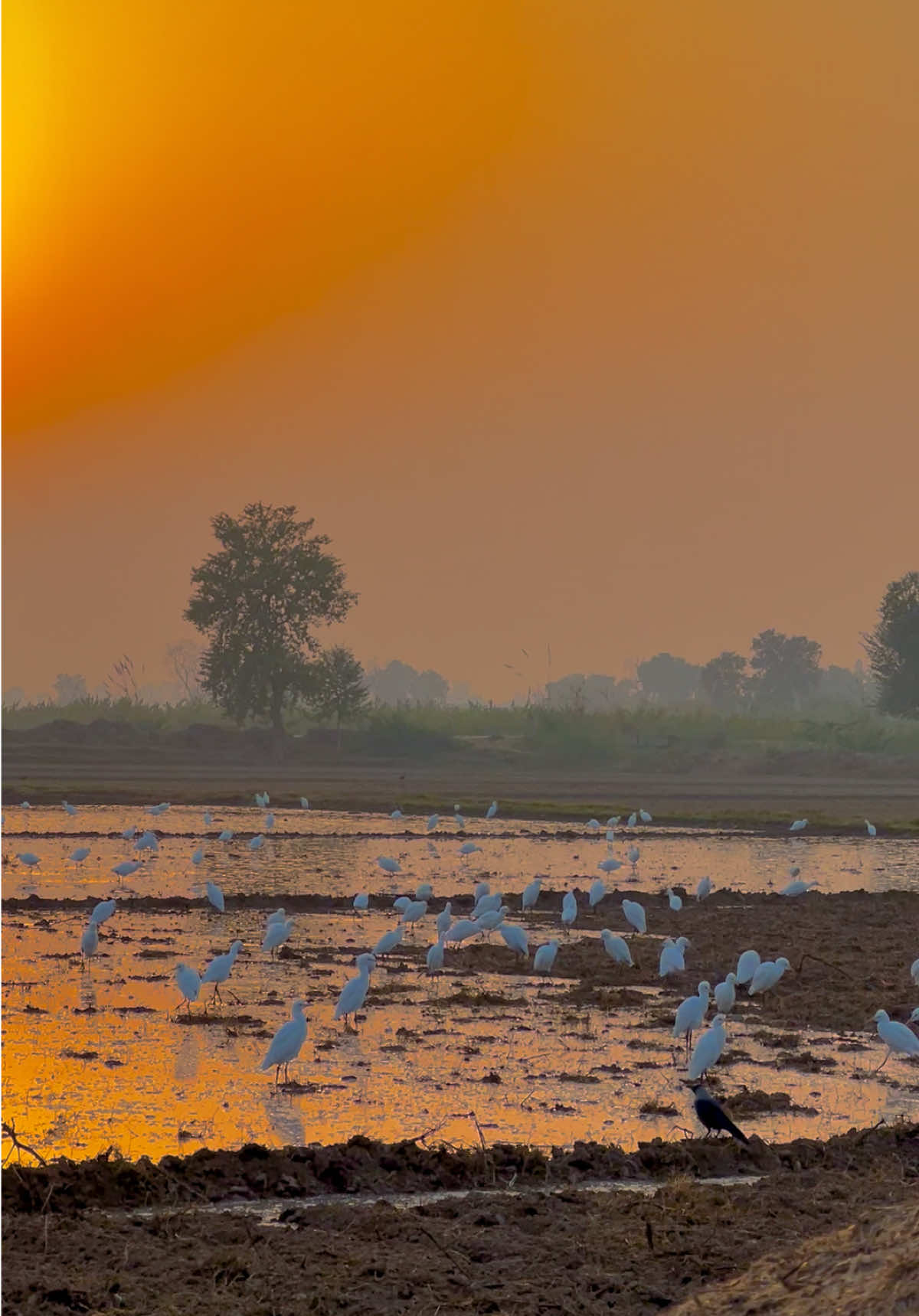 #sohnapind149 #virelvideo #trending #virel #fyp 