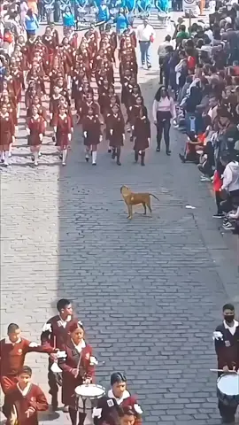 Funny Animals 🤣🤣 #funny #funnyvideos #animals #pet #cat #dog #cute #foryou #typ