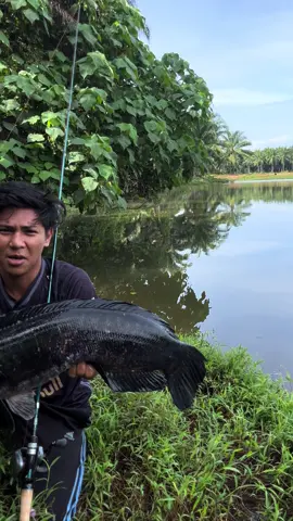 kumpau pau pau pau🤣#toman #allahbagirezeki #takkumpau 