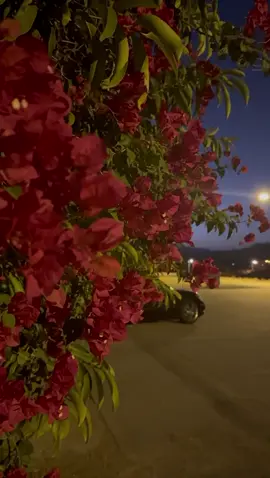 #هلاوغلا_بالجميع🥰🇸🇦💖🇦🇪 