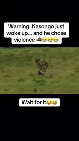 Warning: Kasongo just woke up… and he chose violence 🐗😂😂 #wildlife #fyp #warthog #lion #foryoupage #funnyvideos #fypシ #funnyanimals #wildanimals #animals #animalworld #kasongo 