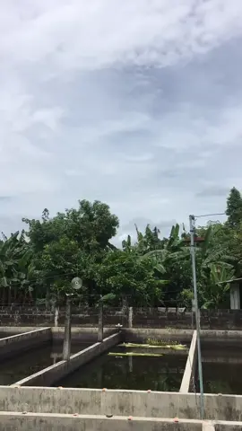 #tulungagung24jam #petaniikantulungagung #ikanhiastulungagung 