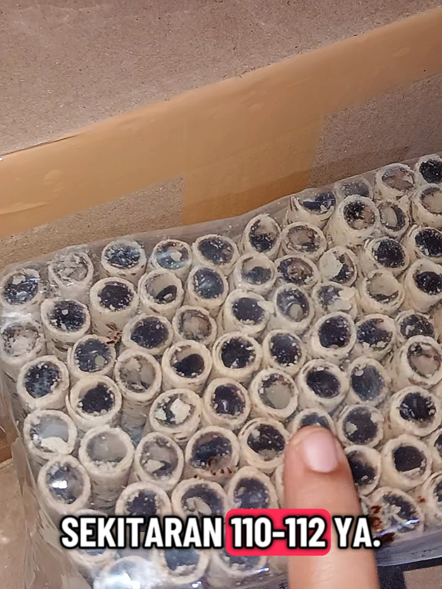 astor rolla best seller bangettt #astorrolla #astor 