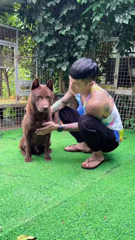 Lần này là chào thật