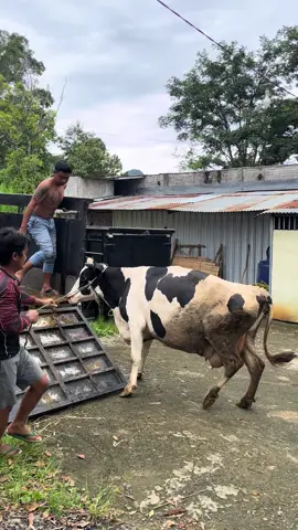 Dagingan meluncur juragan jombang🫡 #lembudairyfarm #peternakmuda #fyp #blantiksapi 