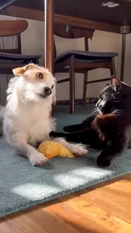 Friendship between cat and dog 🐱❤️🐶  #cat #dog #pet #baby #Love #TrueLove #lovestory #bestfriend #cute #dogsofttiktok #foryou #usa🇺🇸 