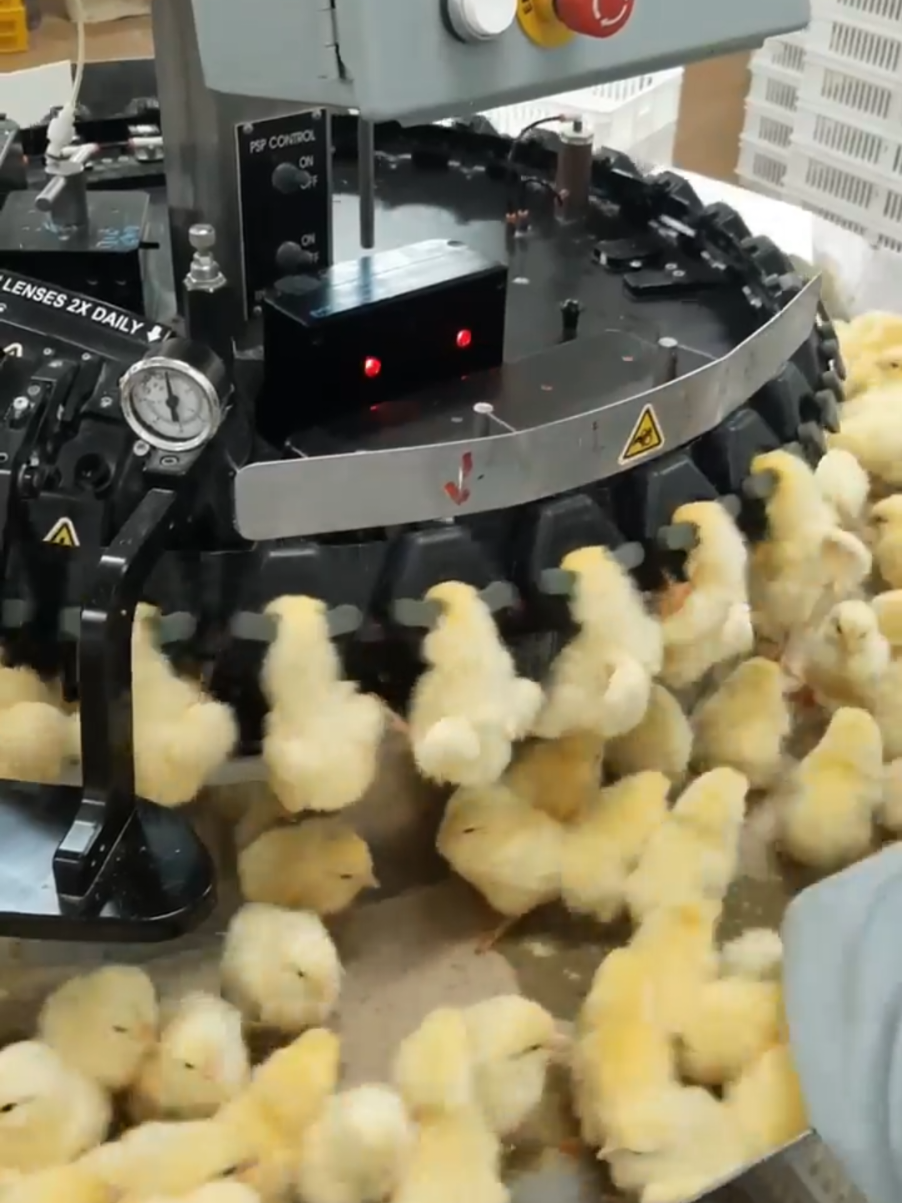 manual and automatic chicks vaccination and counting.  #hatchery #Radvan #fyp 