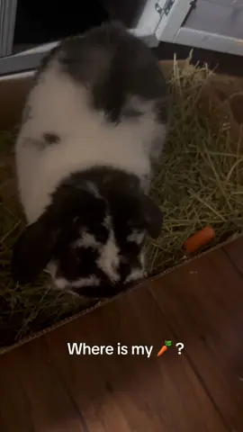 No quiere compartir  su 🥕🤣 #bunny #pet #petlover #rabbit #PetsOfTikTok 