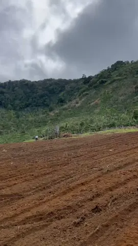 hayuuuu guyuooo pen tak samplok lambemuuu..... #petani muda indonesia 🇵🇱 #kubota_tractor  #fyppppppppppppppppppppppp 