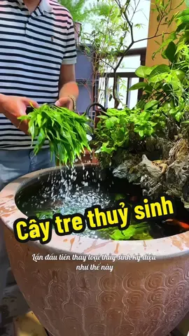Cay tre thuỷ sinh #xuhuong #nuoica #thuysinh #phukiencacanh #visinh 