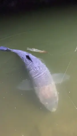 Mấy hôm mới săn được cu cậu chạy đâu cho khỏi nắng #cauca #caucagiaitri #caucafisshing #xuhuongtiktok2025 #xuhuongtiktok 