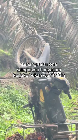 😇#kulisawit #storysawit🌴🌴 #sawitontiktok #petanisawit🌴 #langsirsawit 