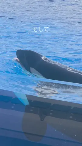 偉大な母ステラの伸びやかな声は いつ聞いても綺麗で切ない…この声が離れてる娘孫に…そしてお空の海から見ているサラとアースへ届きますように✨ 11月13日リンちゃん13歳！お誕生日おめでとう✨ママの声…聞こえますか？ #神戸須磨シーワールド 　#ステラ 