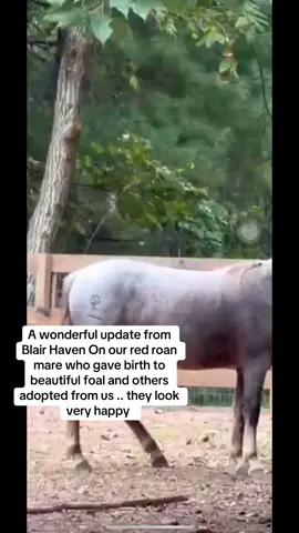 Update  from Blair Haven Rescue who took in our saves, they look great, happy horses. #horse  #equine  #animals  #farmanimals  #horses 