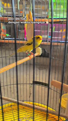 Mboten kedah ngalir deres gusti, penting mili 😊#kenarimaniaindonesia #kenari #ternakkenari #kenarigacor #c 