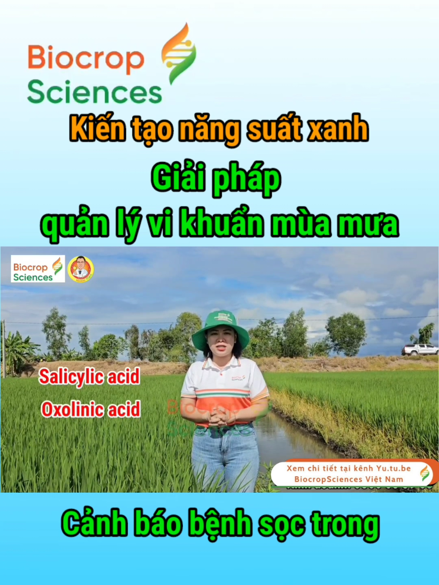 BVN - Giải pháp quản lý vi khuẩn mùa mưa #bvn #lúa #vikhuan #tiktokviral #nongnghiepvietnam 