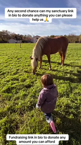 Any second chance can my sanctuary link in bio to donate anything you can please help us #goviral #horselovers #horselife #fyppppppppppppppppppppppp #usa🇺🇸 