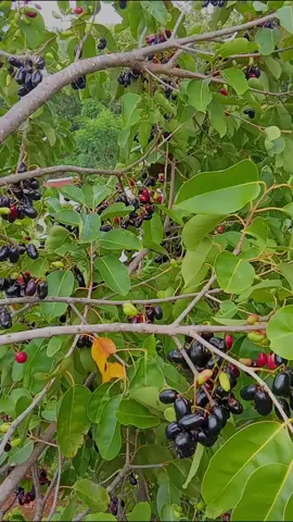 rasane manis koyo kowe mbak😋#tuban #tuban24jam #tubanhits #juwet #juwettuban 