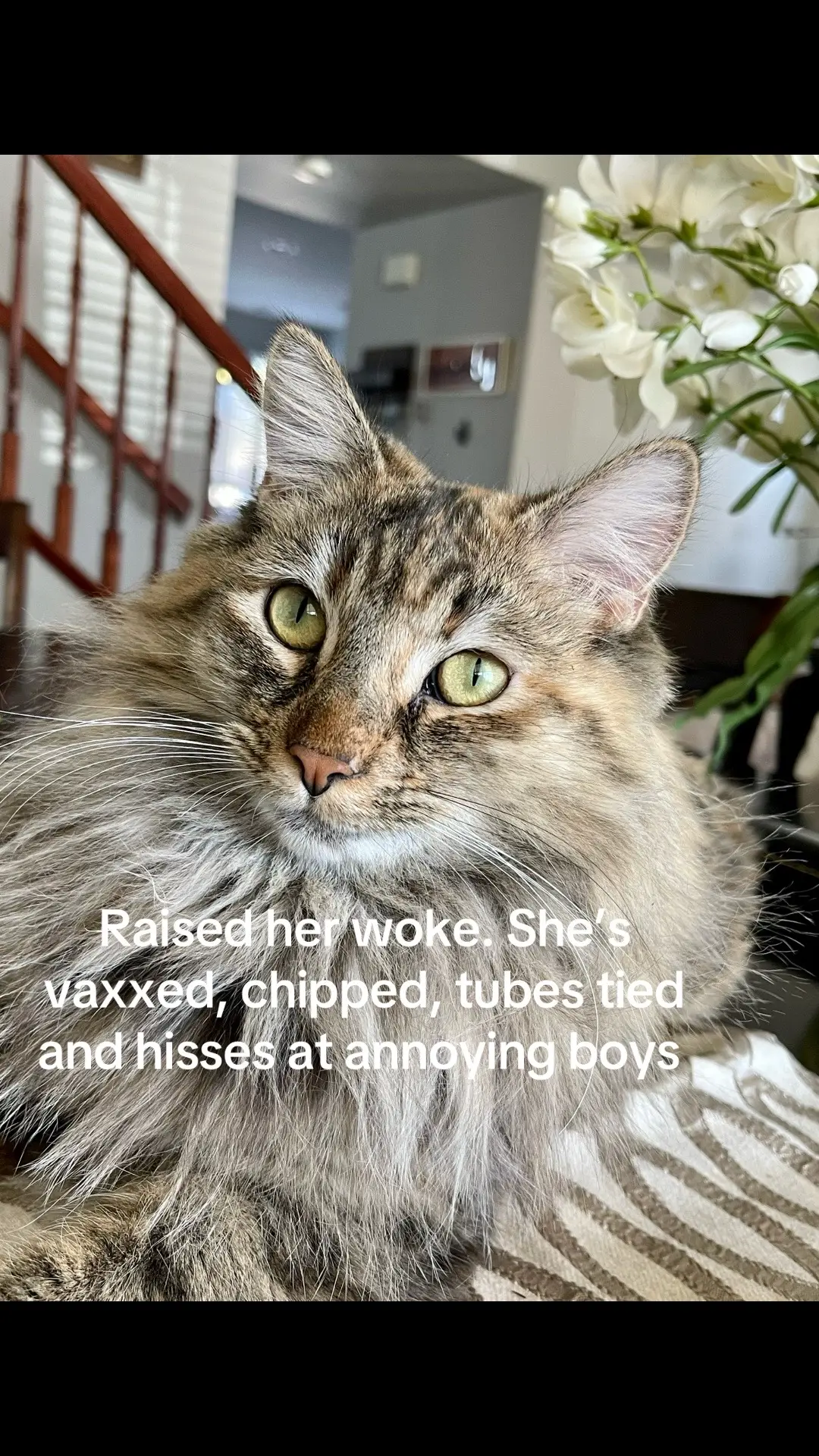 #FYP #fyp #cats #catsoftiktok #foryoupage