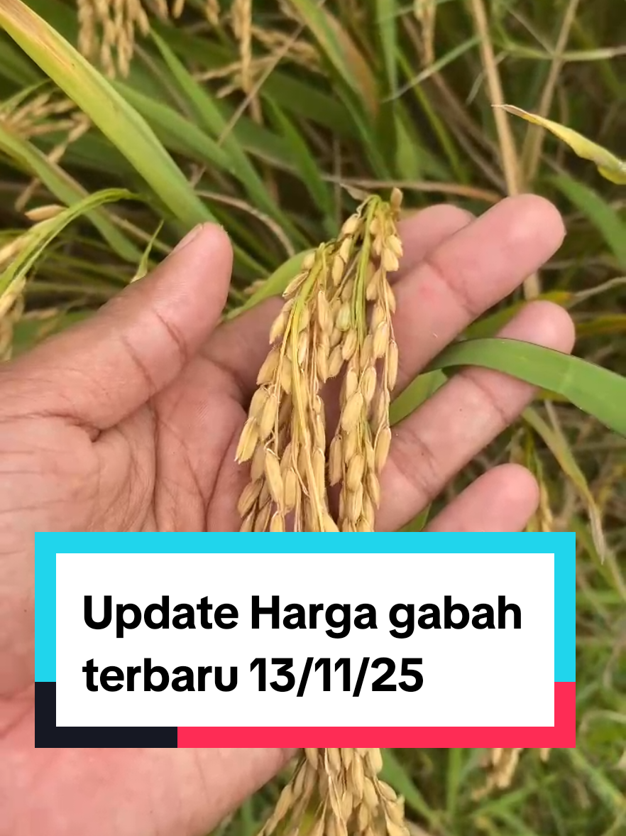 Update Harga gabah terbaru tgl 13/11/2025 #padi #petanipadi #gabah #hargagabah #updatehargagabah 