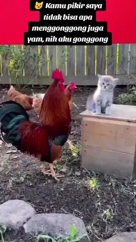 #cat #cats #catsoftiktok 